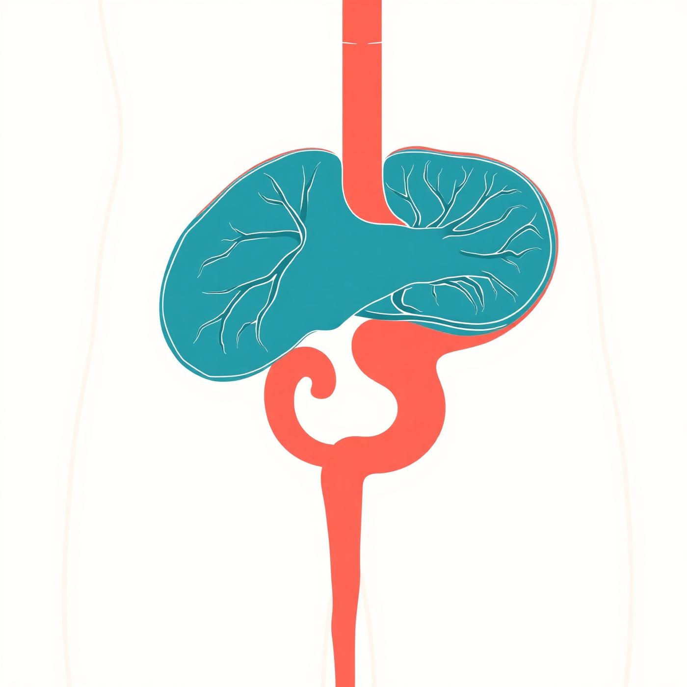 Edukacyjna ilustracja anatomiczna gruczołu krokowego